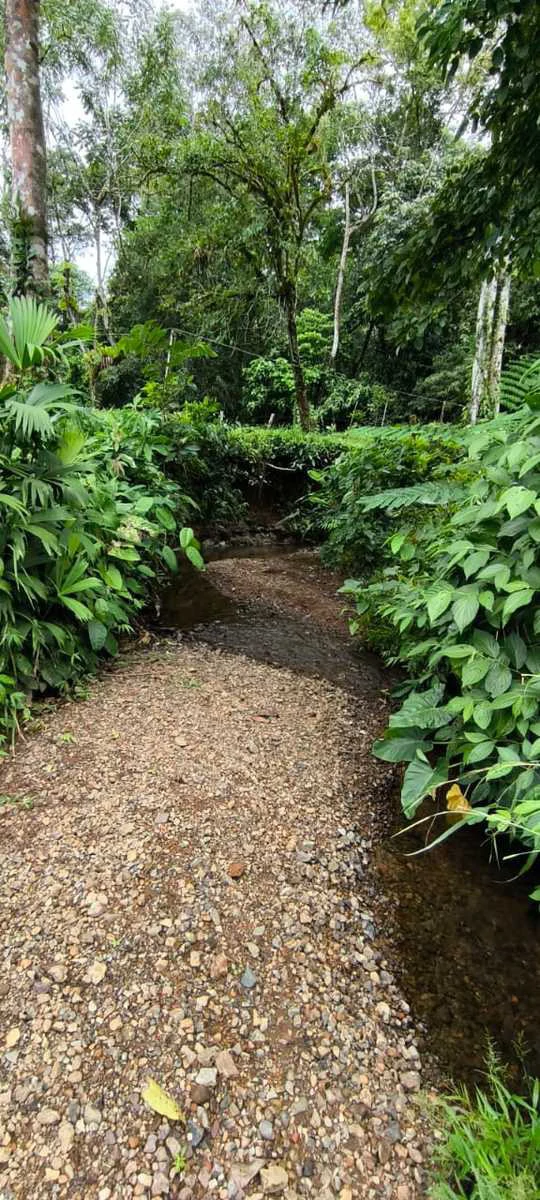 23 Acres of Paradise at Bahia Drake - Gallery image 20