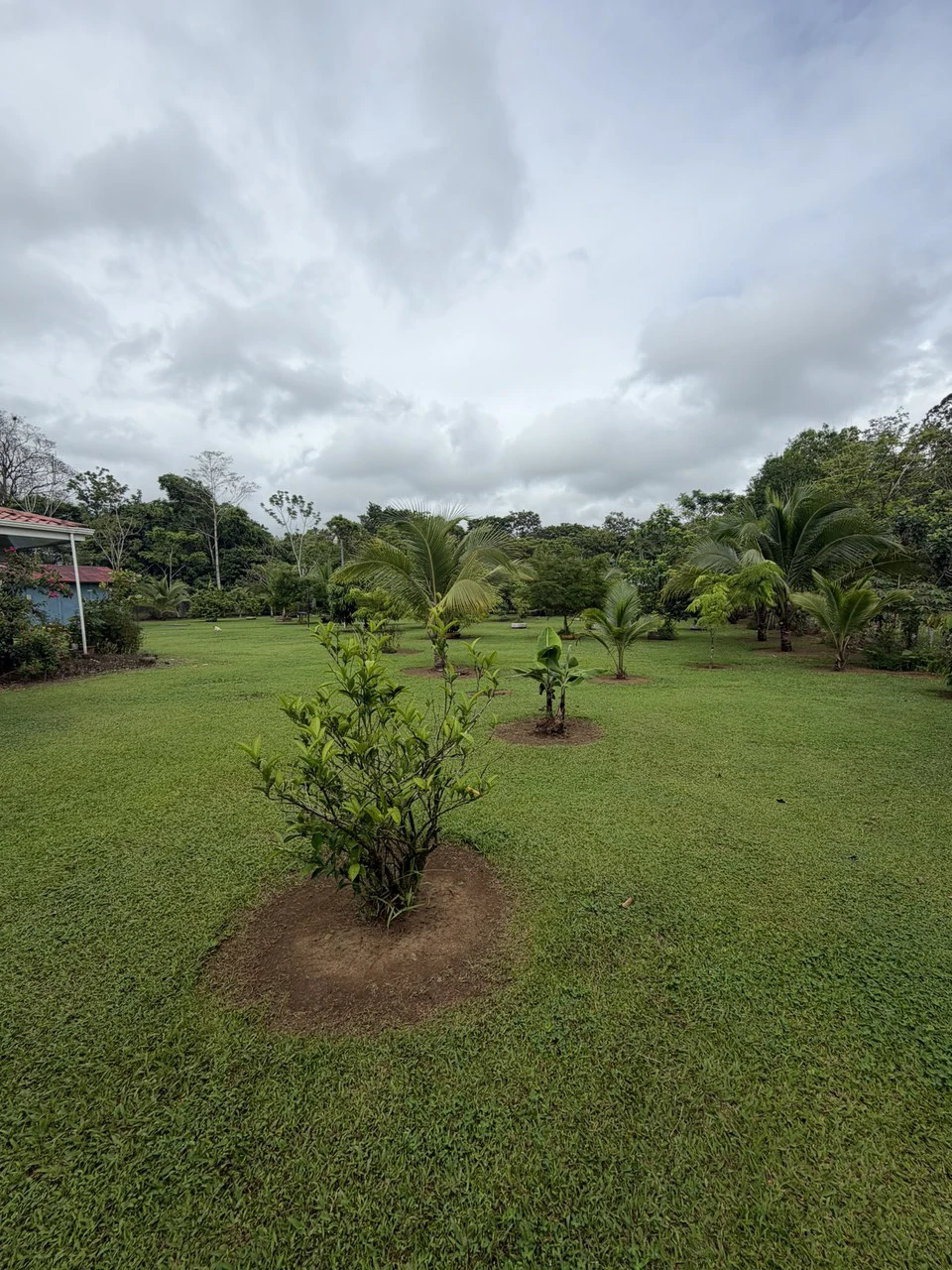 Country house with fruit trees for sales Upala Costa Rica - Gallery image 20