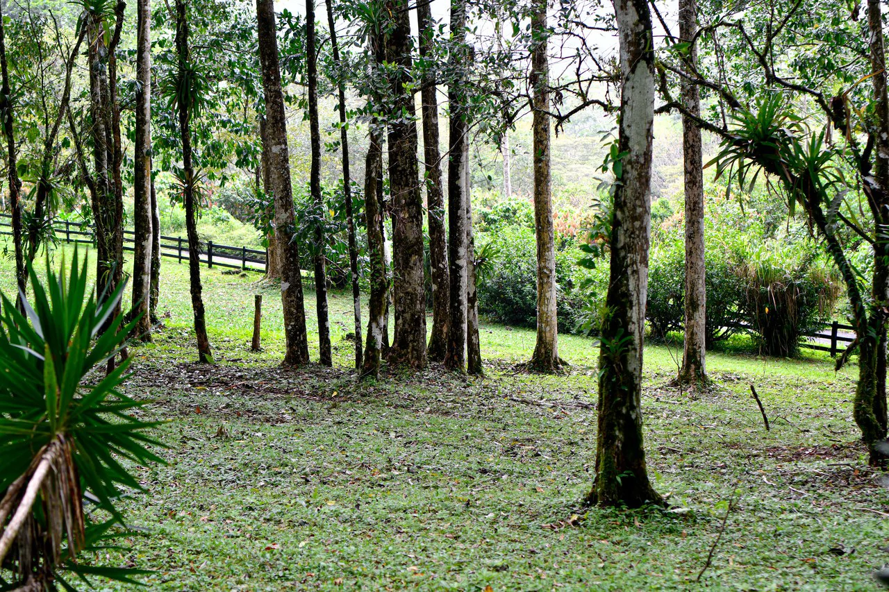 Finca Macadamia: 154-acre Rainforest Paradise with two Houses and Trails! - Gallery image 7