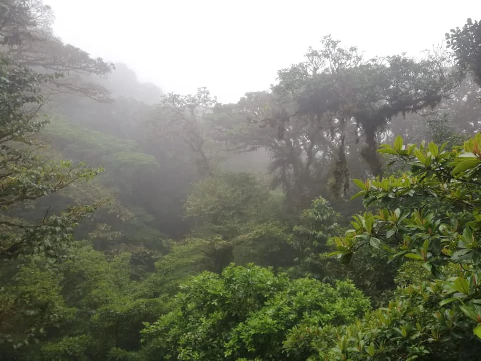 2 Acres with 4 houses Centrally located in Monteverde BV0224: Turn-Key Accommodations Business on 2 Acres Just 5 Minutes from Santa Elena – Surrounded by Nature, Ready to Grow - Gallery image 5