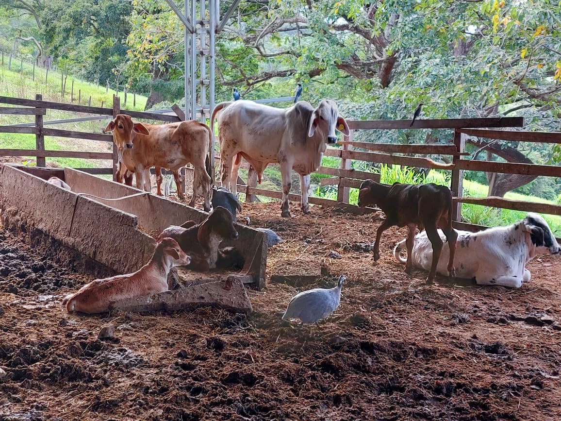 HACIENDA LOMBARDIA : Fully Operating Livestock Business - Gallery image 18