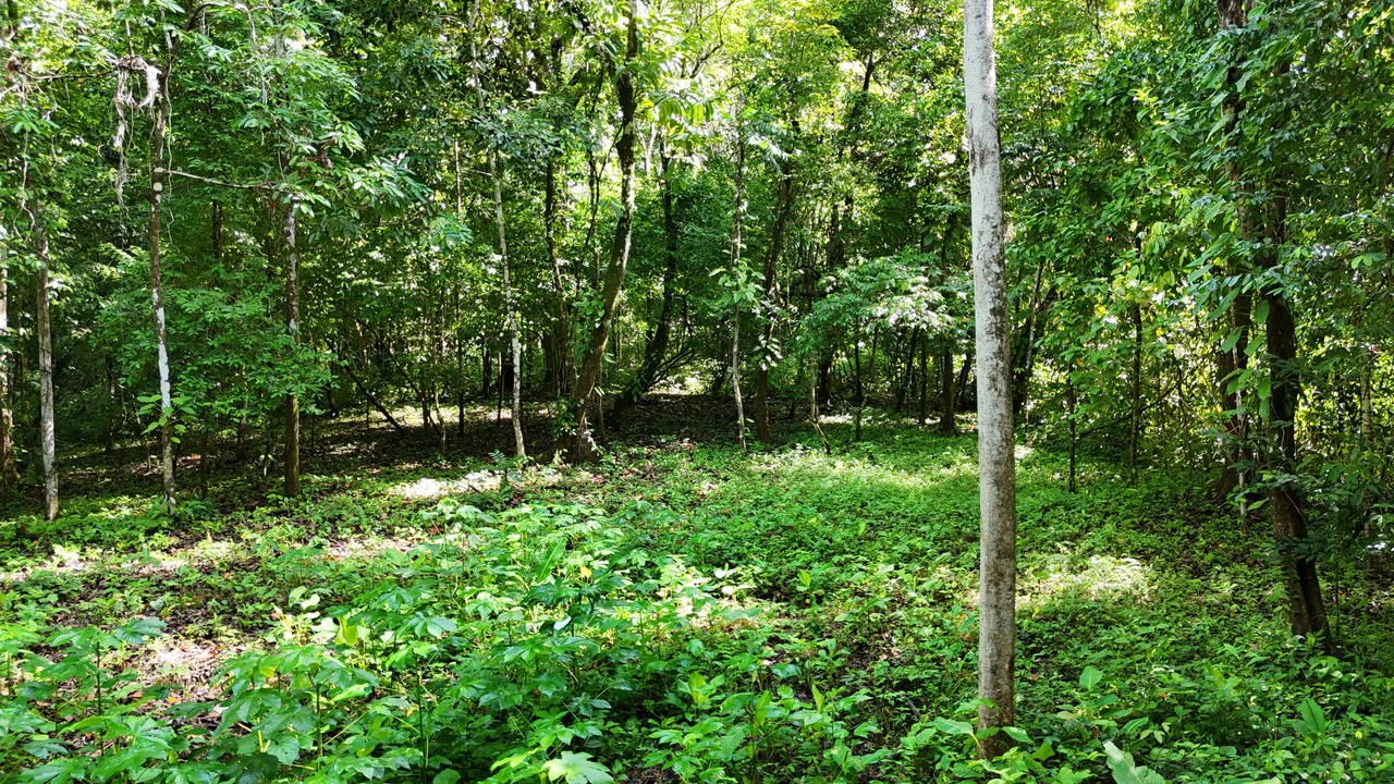 Spectacular Ocean view on 7.7 acres: Mountain Home Construction Site For Sale in Bahía Ballena - Gallery image 15