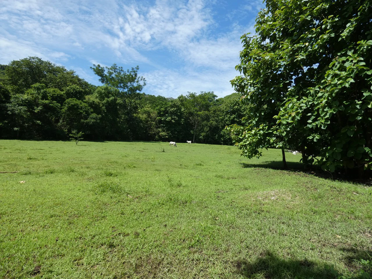 Samara beach property project with own natural reserve and ocean views - Gallery image 12