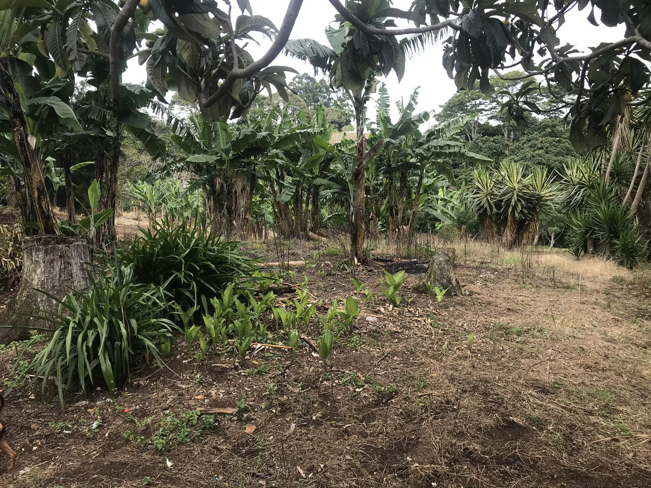 LOTES SAN ISIDRO HEREDIA: BEAUTIFUL LOTS IN SAN ISIDRO  HEREDIA - Gallery image 12