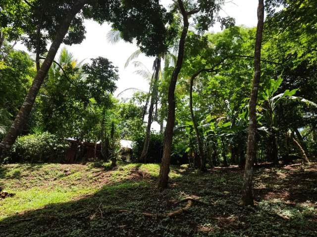Nosara's Brand New Top Villas as a Business Opportunity in the dense forest of catchment area, 7 villas for sale in Costa Rica's Healthy Blue Zone - Gallery image 17