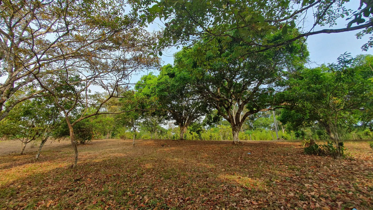 FRUIT TREE PROPERTY FOR SALE: Home Construction Site For Sale in San Isidro del General - Gallery image 22