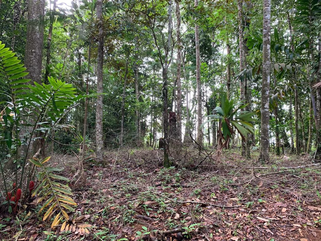 Ocean View Forest Reserve with Private Homesite Near Tinamastes - Gallery image 8