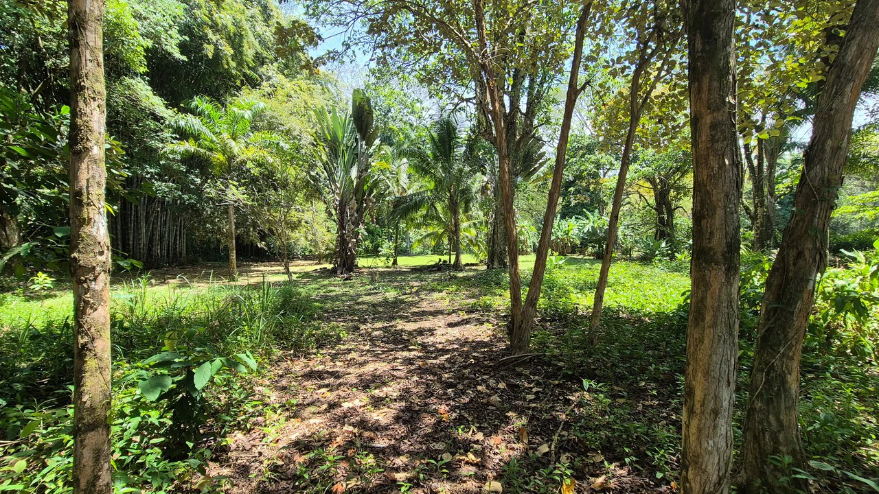Dream Beachfront Property at Ballena Beach in Uvita, Costa Rica - Gallery image 23