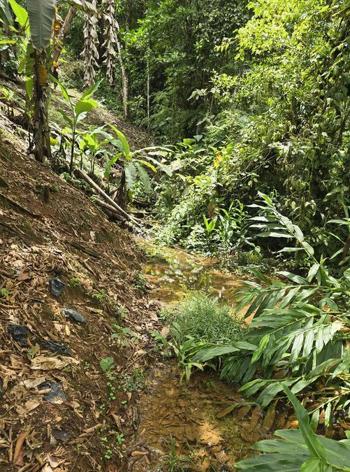 Mountain and Countryside Agricultural Land For Sale in San Isidro del General - Gallery image 7