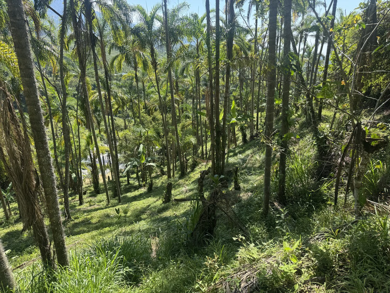 8 Acre Riverfront Sanctuary in San Pedrito Pérez Zeledón - Gallery image 23