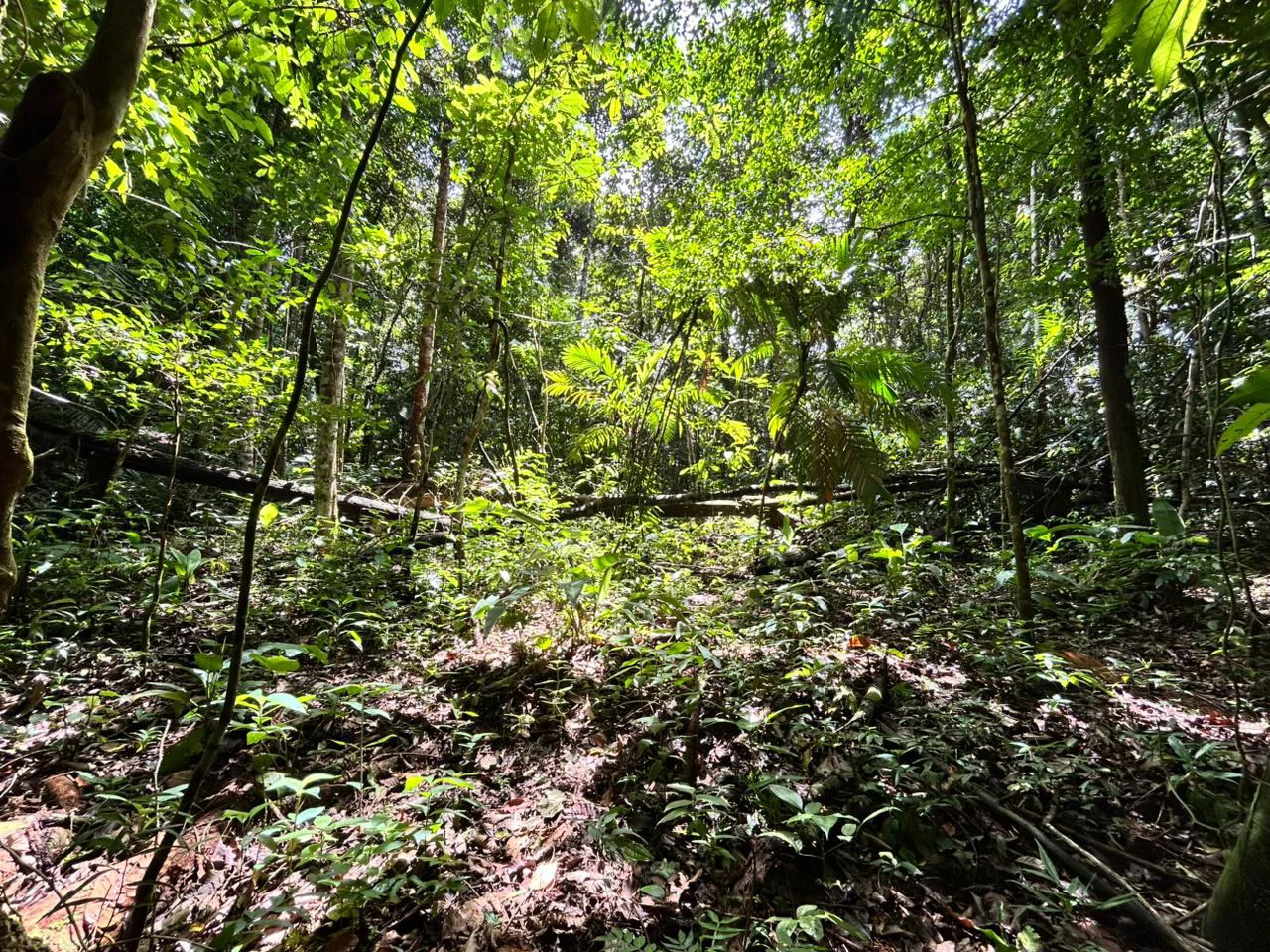 Finca Las Cataratas in Ballena: Mountain Home Construction Site For Sale in Bahía Ballena - Gallery image 14