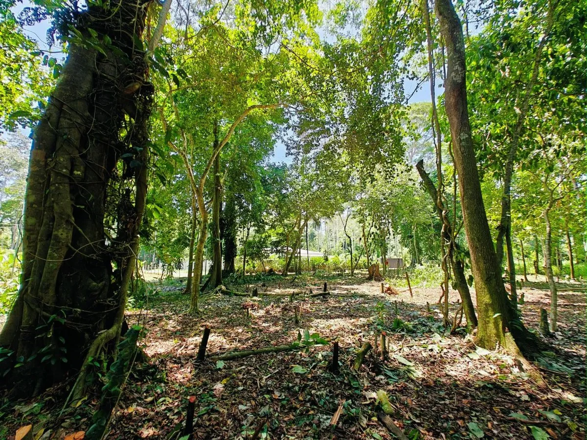 ID 879: Lot 5 - 2237 sqm Creekside Titled Lot Near Playa Grande, Cahuita - Old Yard Development