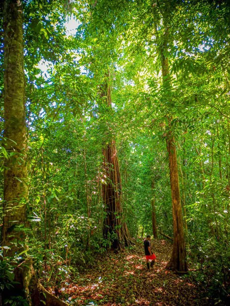 Ocean View & Primary forest 55-ha Rincon de Osa - Gallery image 19