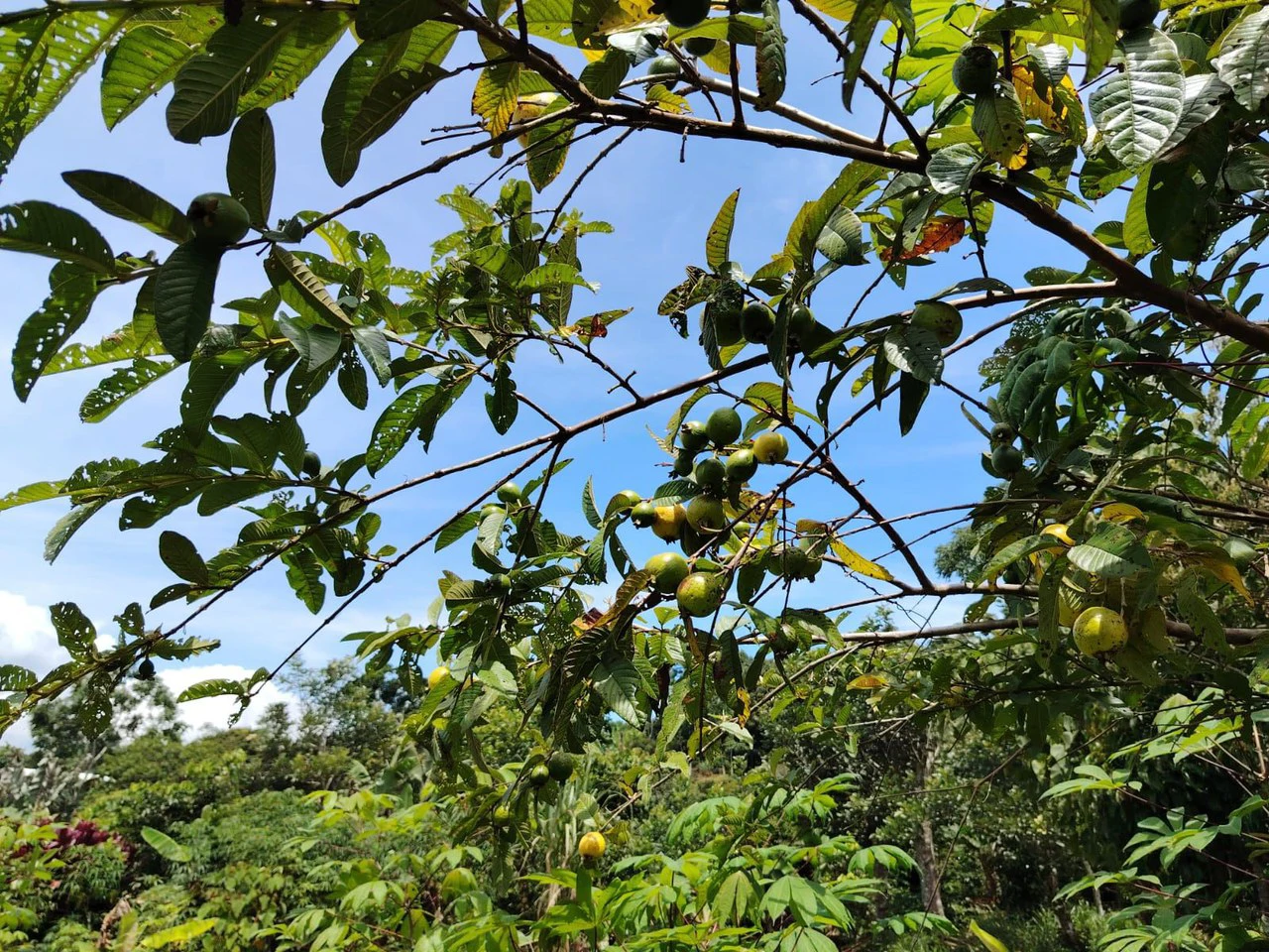 Lote en San Juan Bosco, Perez Zeledon, Costa Rica: Countryside Home Construction Site For Sale in Daniel Flores - Gallery image 3