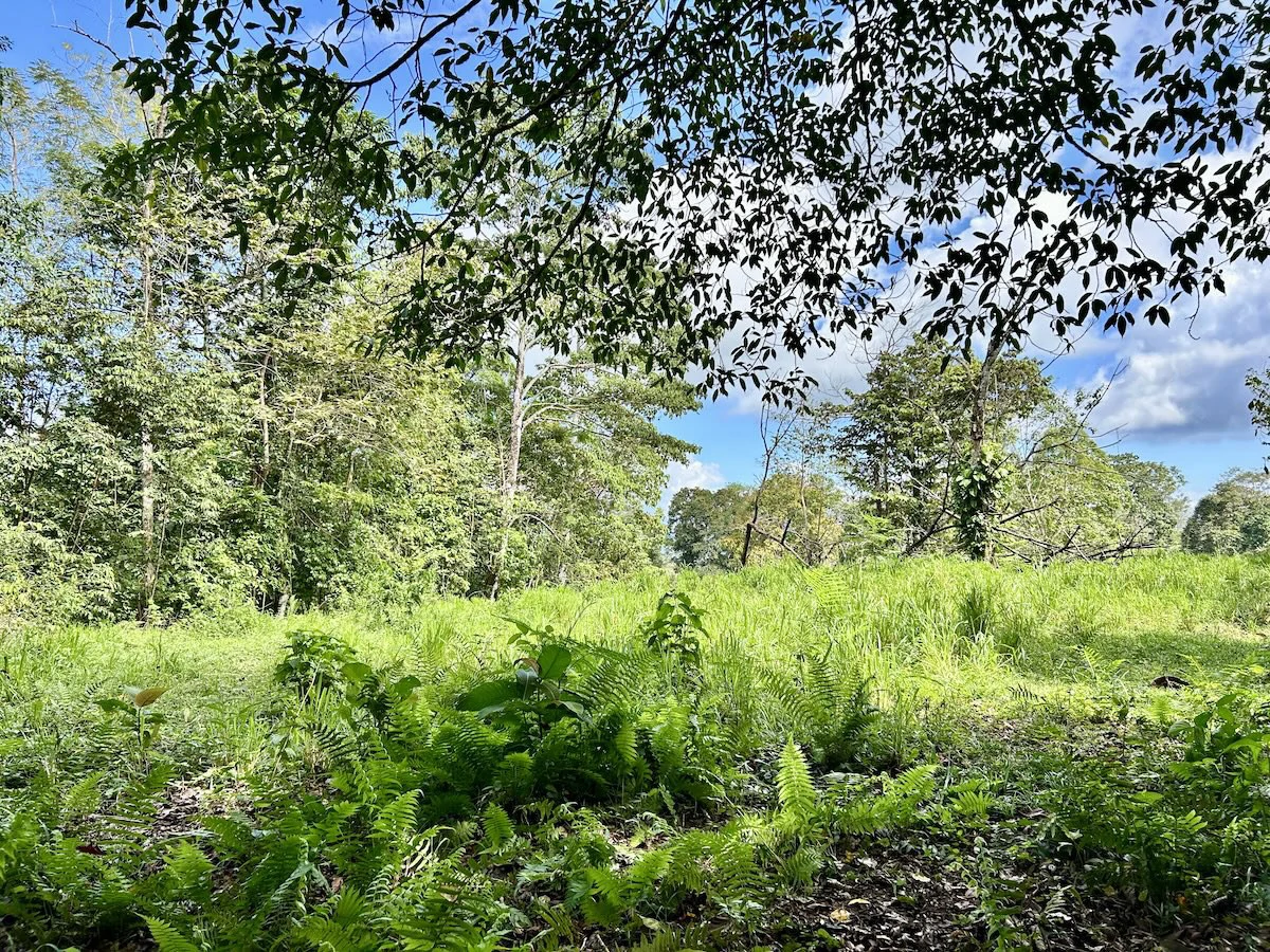 Ideal Osa Peninsula Property for Estate or Homestead - Gallery image 4