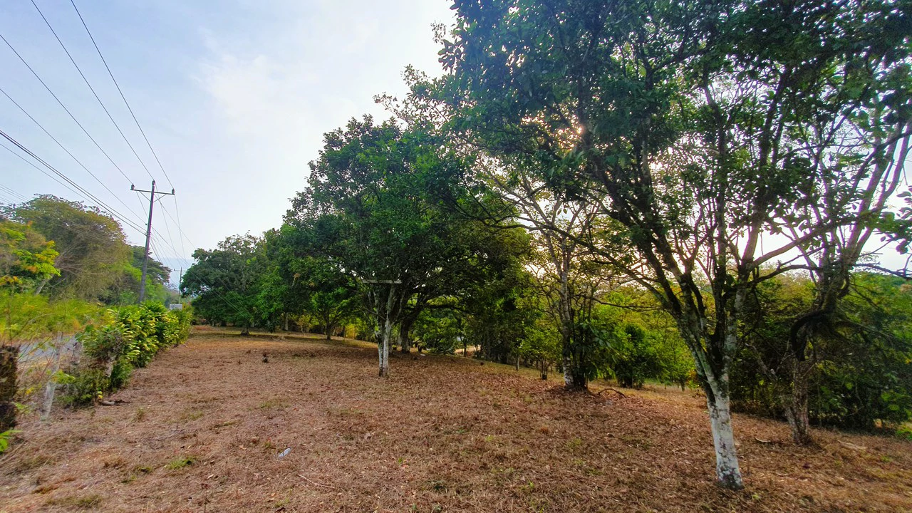 FRUIT TREE PROPERTY FOR SALE: Home Construction Site For Sale in San Isidro del General - Gallery image 29