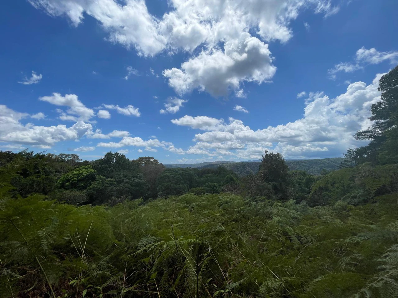 ID 4167: Investment Opportunity: 8-Acre Reforested Mountain Finca in Puriscal - Gallery image 46