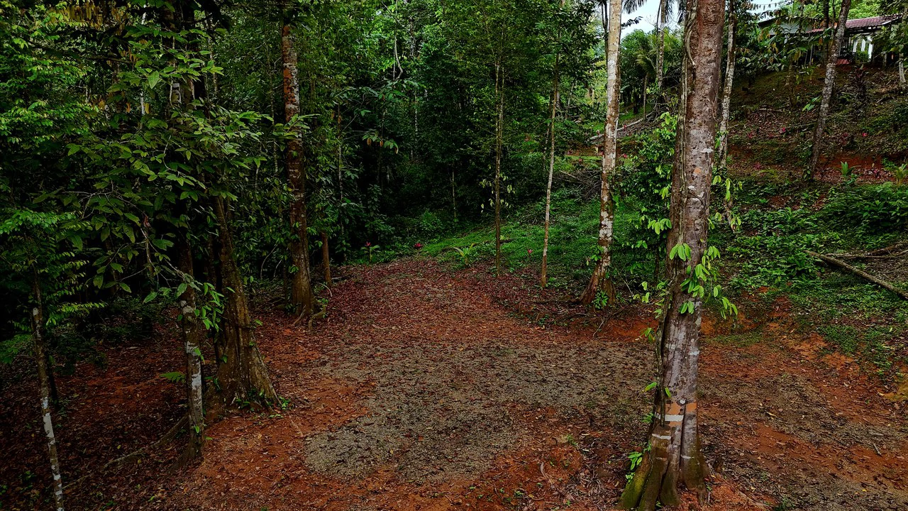 3.75-Acre Jungle Lot with Creek in Ventanas de Osa, Puntarenas - Gallery image 4