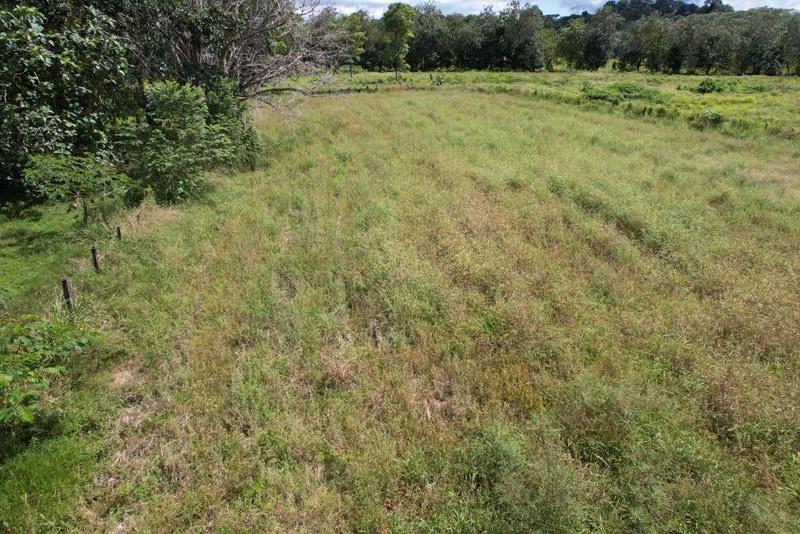 Land For Sale with Excellent Location in La Amapola, Puerto Jimenez - Gallery image 5