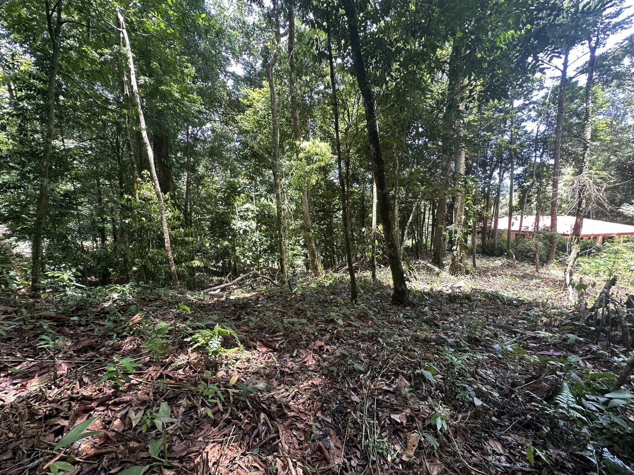 1.6 Acres Land Parcel in Ballena, Jungle Views.: Mountain Home Construction Site For Sale in Bahía Ballena - Gallery image 9
