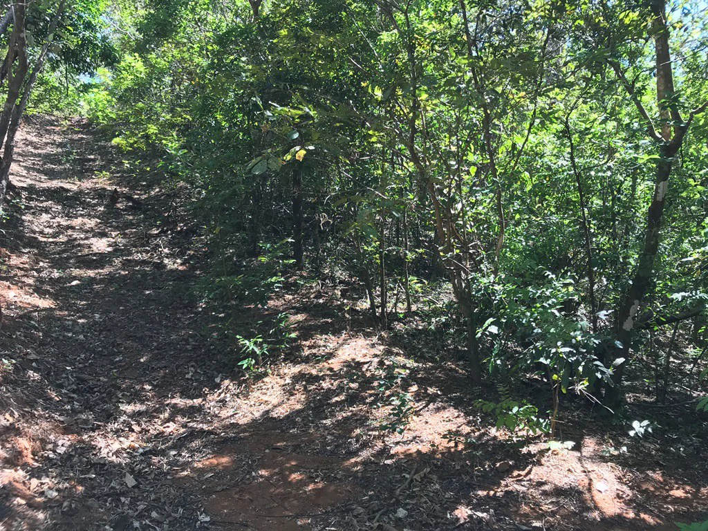 Ocean view farm for sale in the mountains of San Juanillo - Gallery image 16