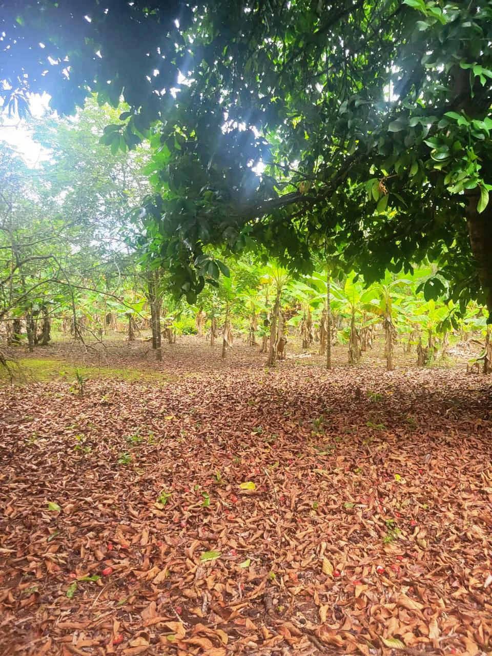 Tropical Fruit Farm in Playa Cañaza Build Your Dream Home in Paradise - Gallery image 9