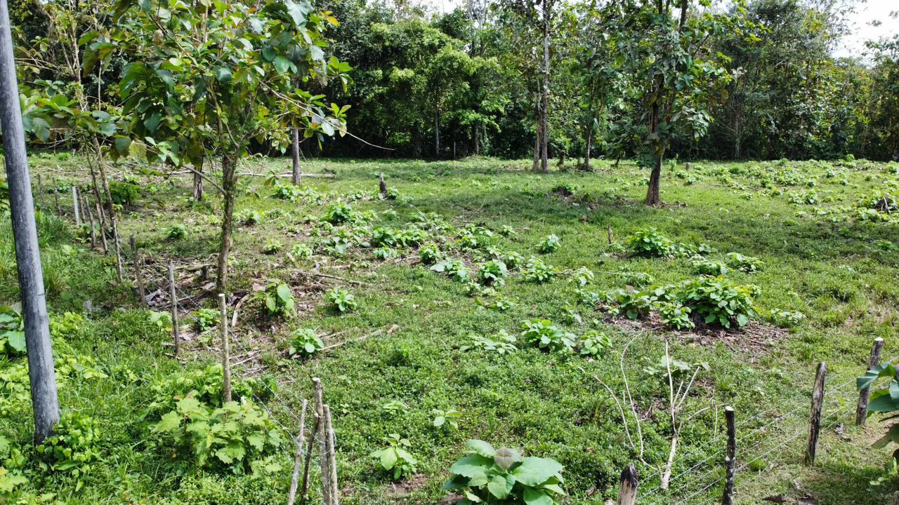 Off the grid property | Located in a privileged area, surrounded by natural beauty: Mountain Home Construction Site For Sale in Damas - Gallery image 17