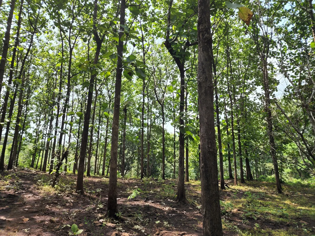 INVEST IN A TEAK PLANTATION FOR 25 YEARS - Gallery image 25