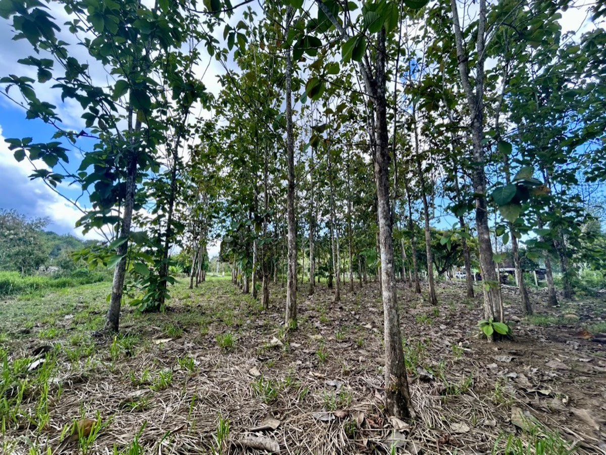 2.4 Acres Building Lot in Osa Peninsula - Gallery image 11