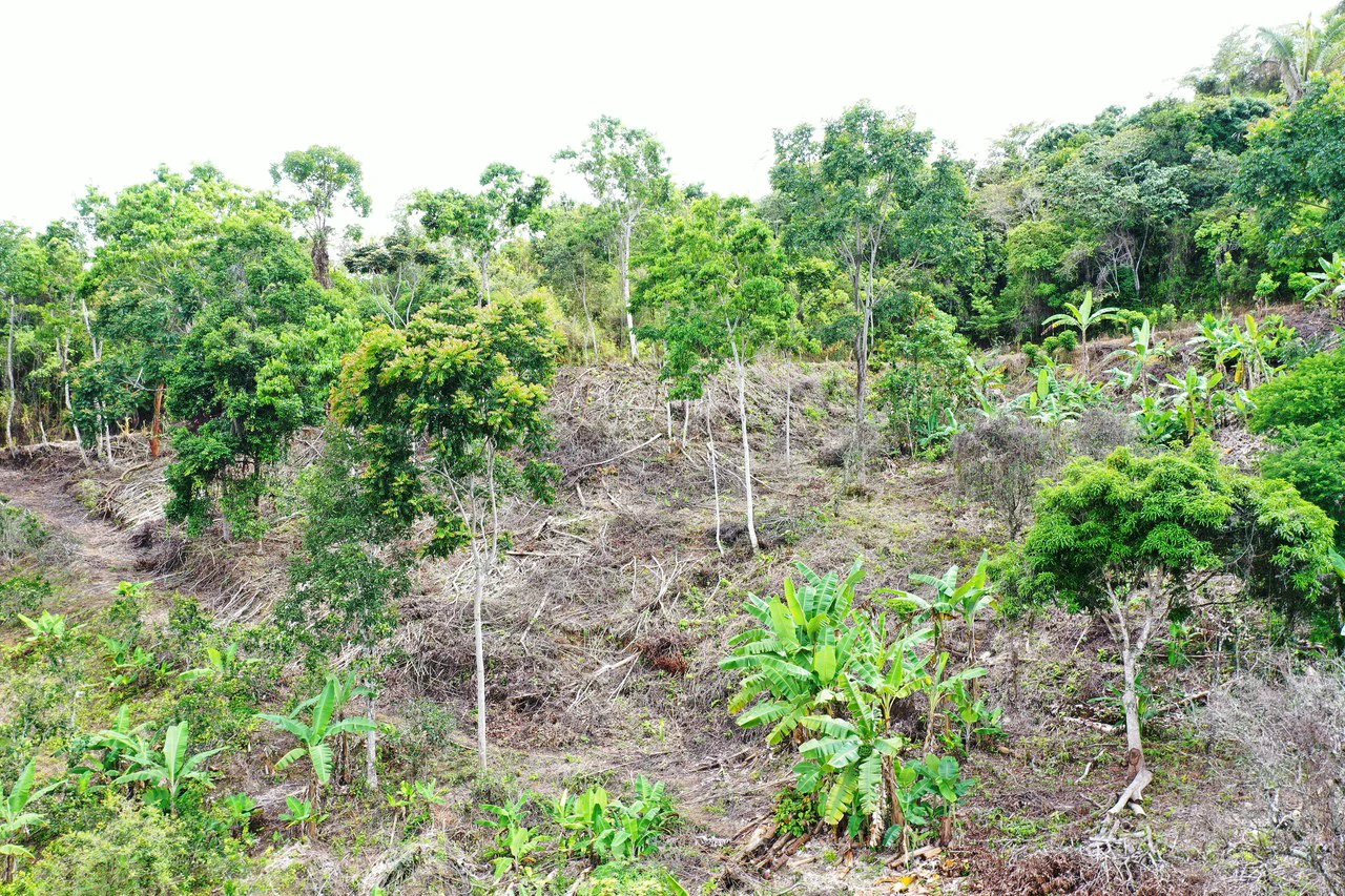 4.6 Acre Tropical Fruit Farm with Elevated Homesite & Valley Views San Isidro - photo 21