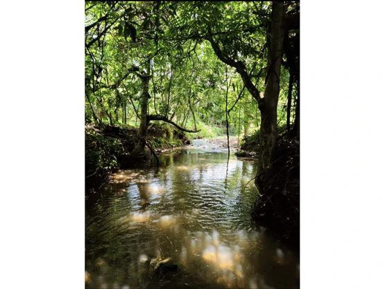 Serene Jungle Farm in Limon Province - Gallery image 47