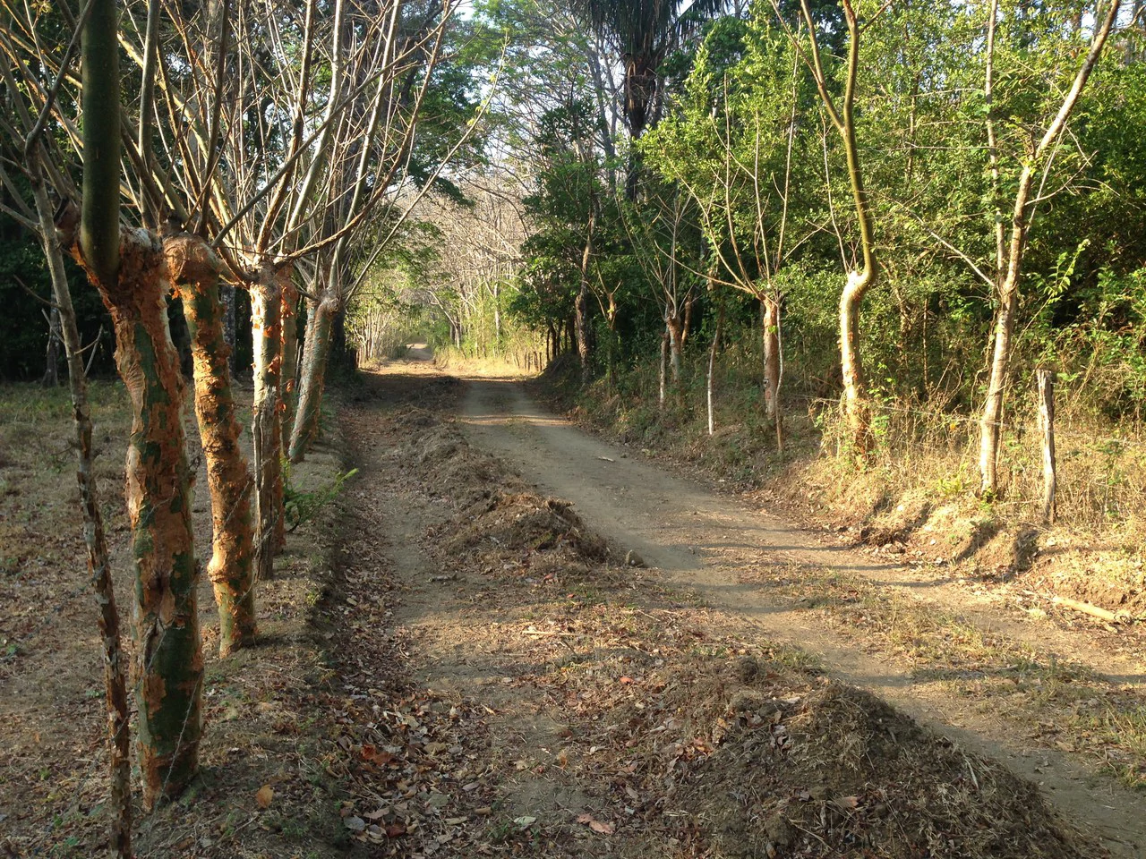 Finca Nora - Your Exclusive Tropical Paradise near Barrigona and Samara beach: Mountain Home Construction Site For Sale in Playa Samara - Gallery image 4