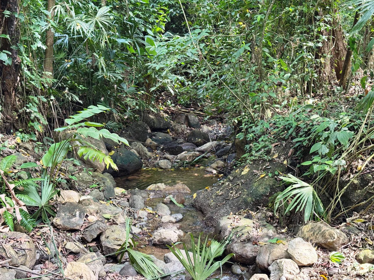 1 Acre Jungle Lot with River in Playa Dominical - Gallery image 13