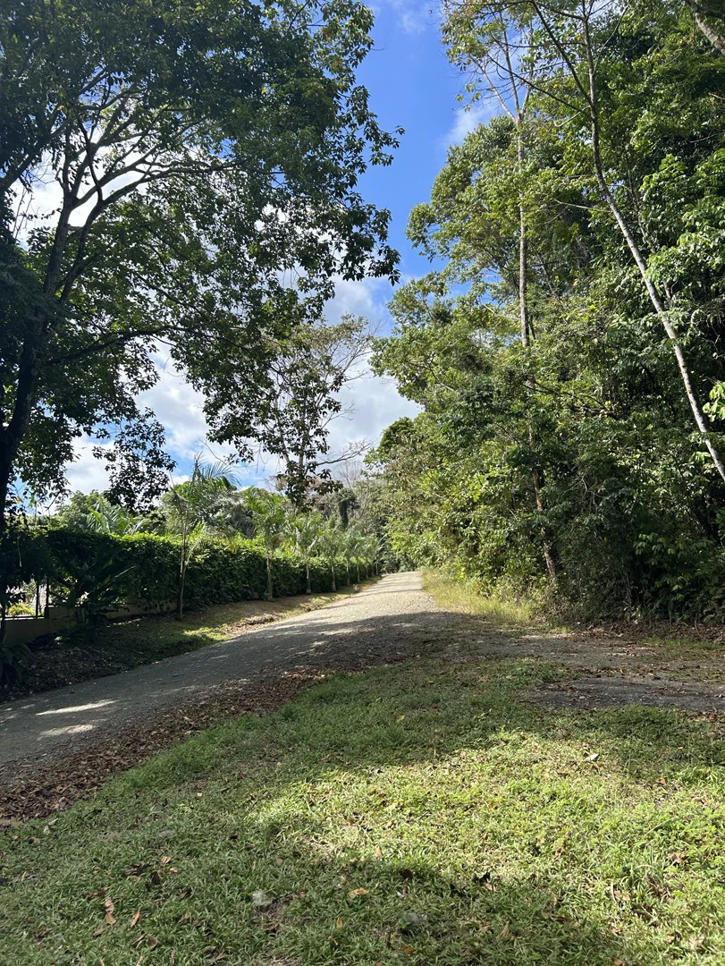 Cabo Matapalo: Jungle View Lot Priced To Sell! - Gallery image 33