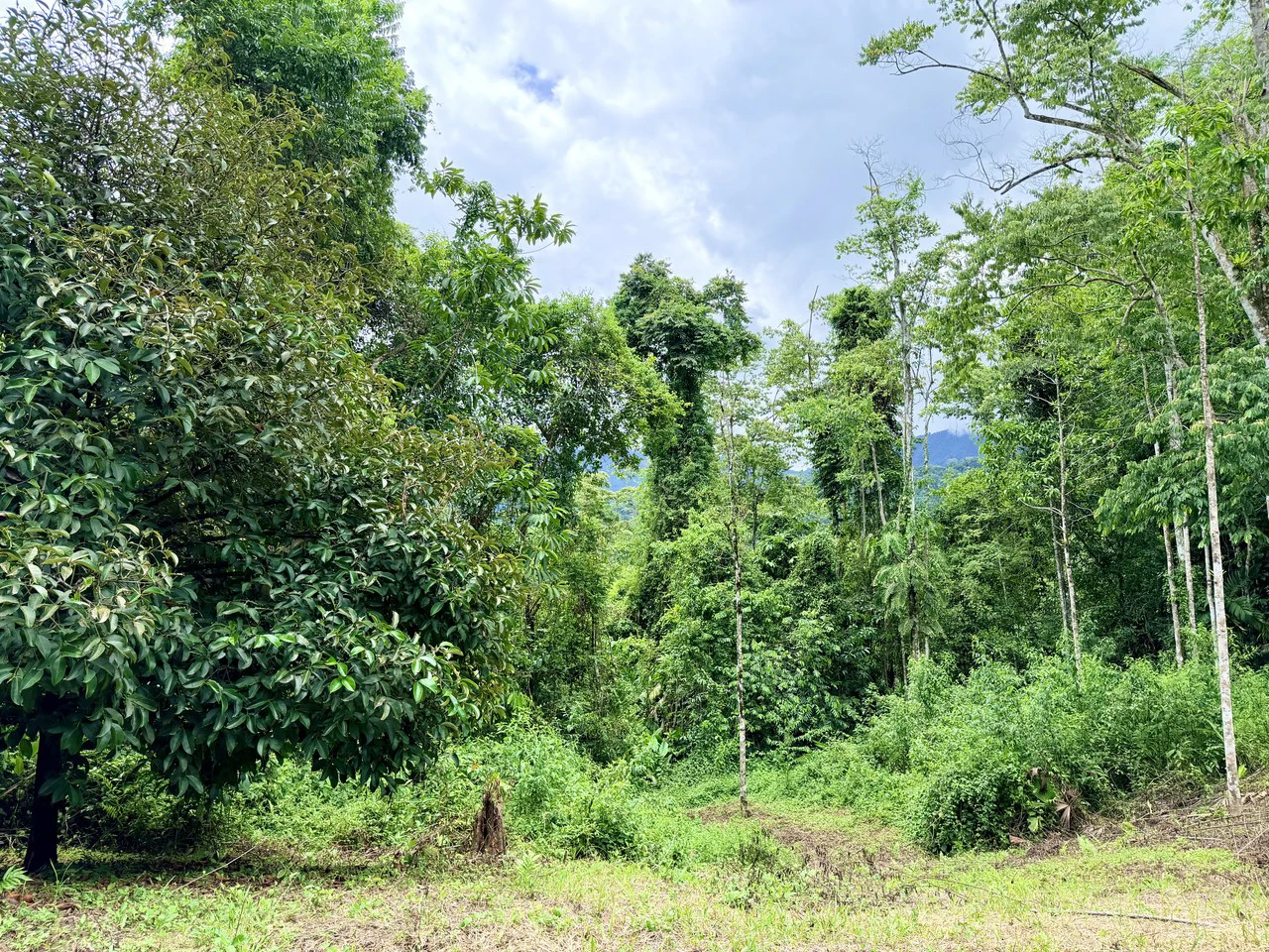Uvita Development Farm - 40.47 Acres Estate - photo 9