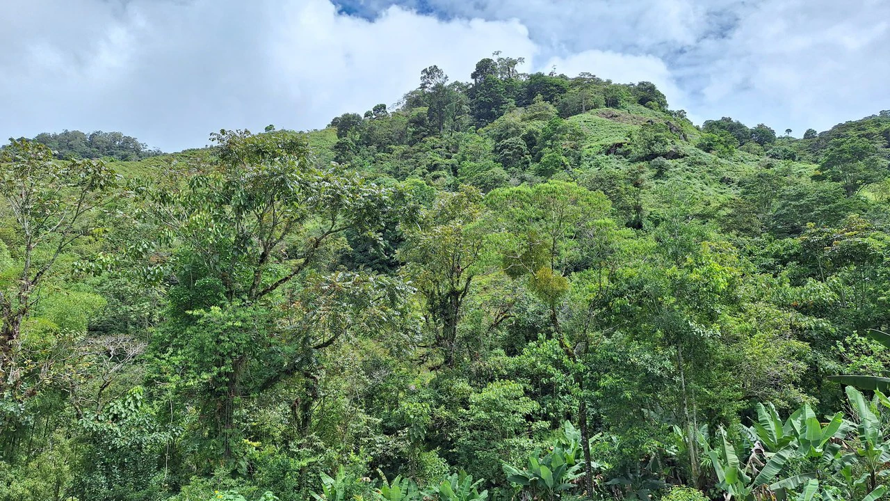 Propiedad en cedral: Mountain Home Construction Site For Sale in Cajón - Gallery image 13
