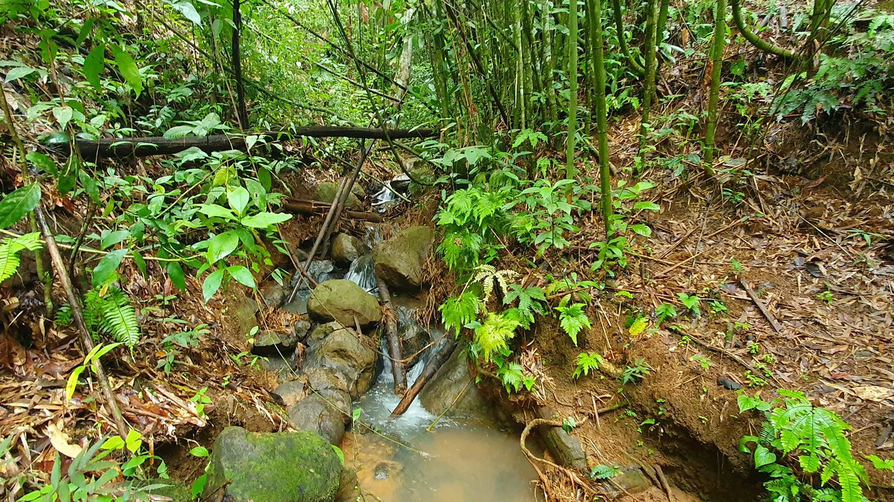 Property #1 with Bamboo Plantation, Development Opportunity (Residential, Hotel, and Industrial). - Gallery image 12