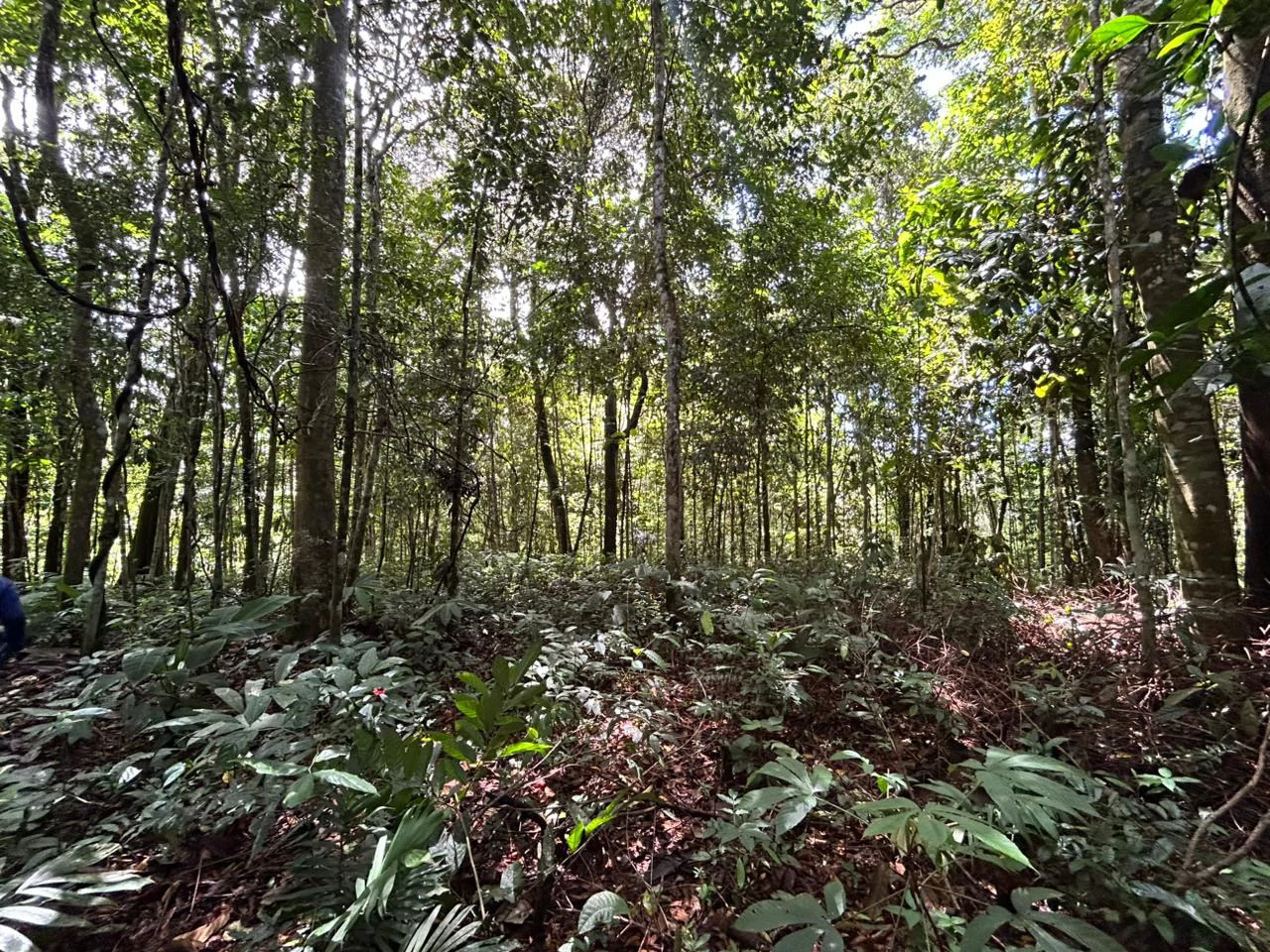 Finca Las Cataratas in Ballena: Mountain Home Construction Site For Sale in Bahía Ballena - Gallery image 13