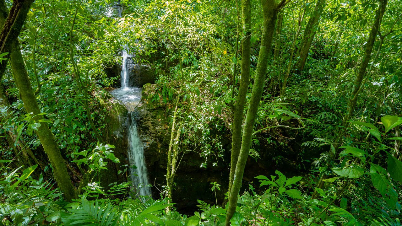 Riverfront Mushroom Farm & Private Waterfall Residence in Orosi - Gallery image 68