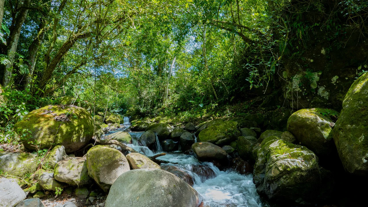Riverfront Mushroom Farm & Private Waterfall Residence in Orosi - Gallery image 66