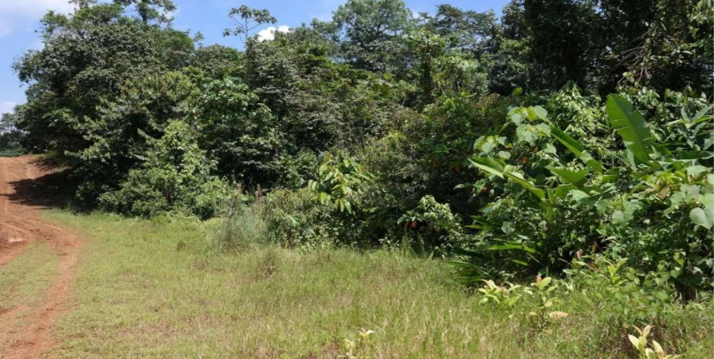Countryside and Mountain Property For Sale in Pococi - Gallery image 9