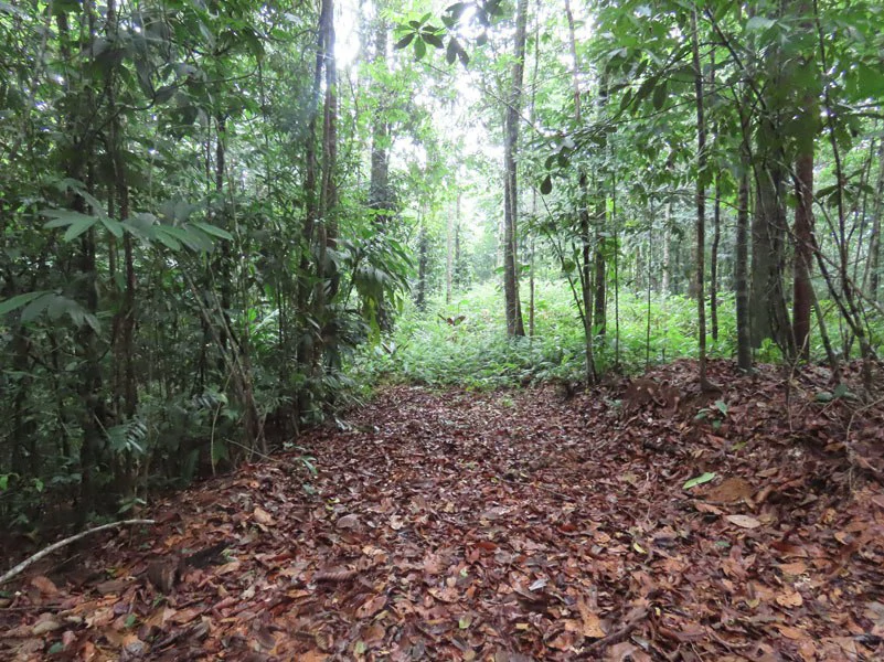 34-Acres of Forest For Sale in Riyito de Puerto Jimenez - Gallery image 18