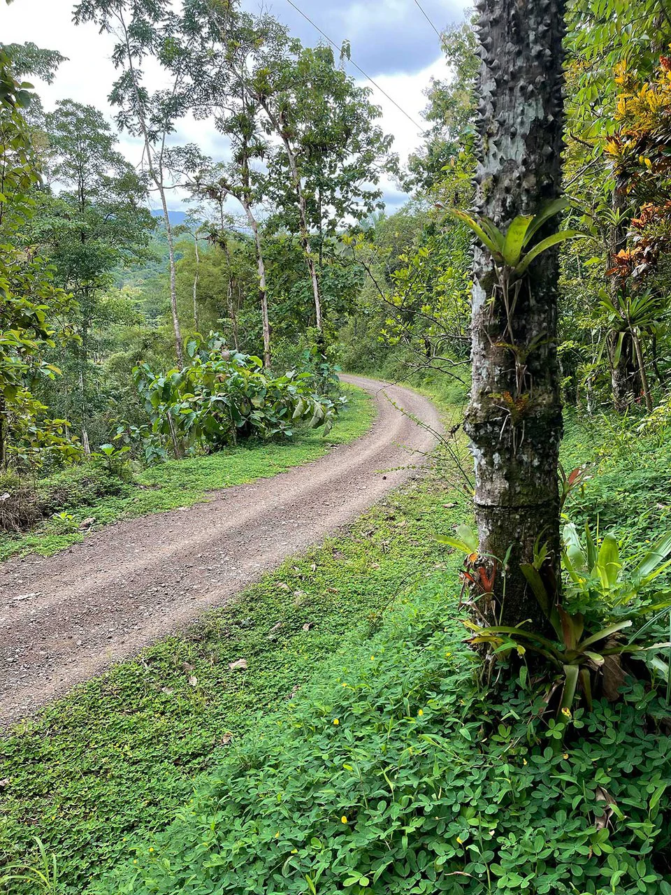 ID 4167: Investment Opportunity: 8-Acre Reforested Mountain Finca in Puriscal - Gallery image 35