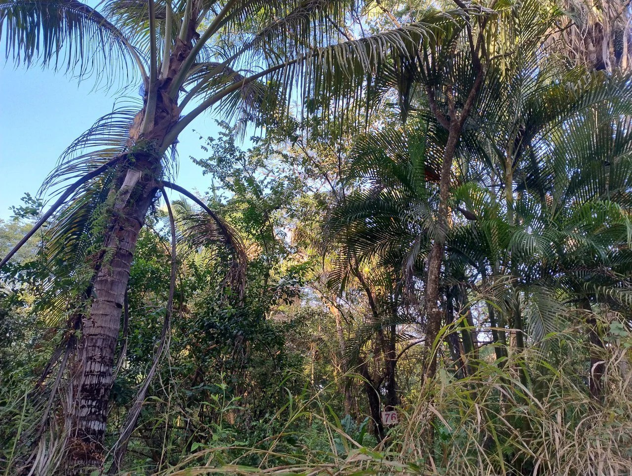 Gated Community Jungle View Lot: Near the Coast Home Construction Site For Sale in Sámara - Gallery image 3