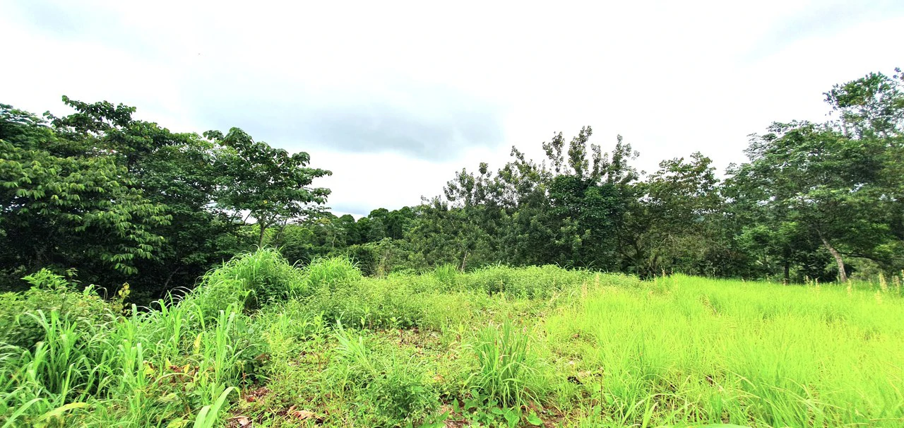 GULF VIEW PROPERTY IN PUERTO JIMENEZ, COSTA RICA - Gallery image 6
