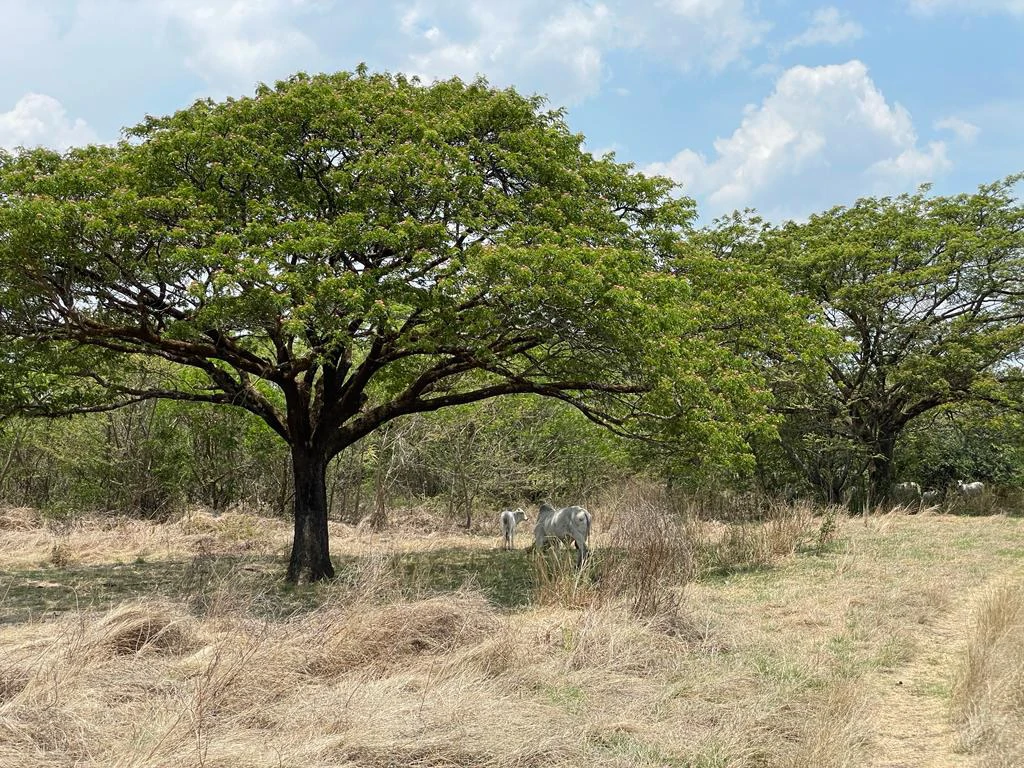 Farm for Sale to Develop Guanacaste Costa Rica - Gallery image 17