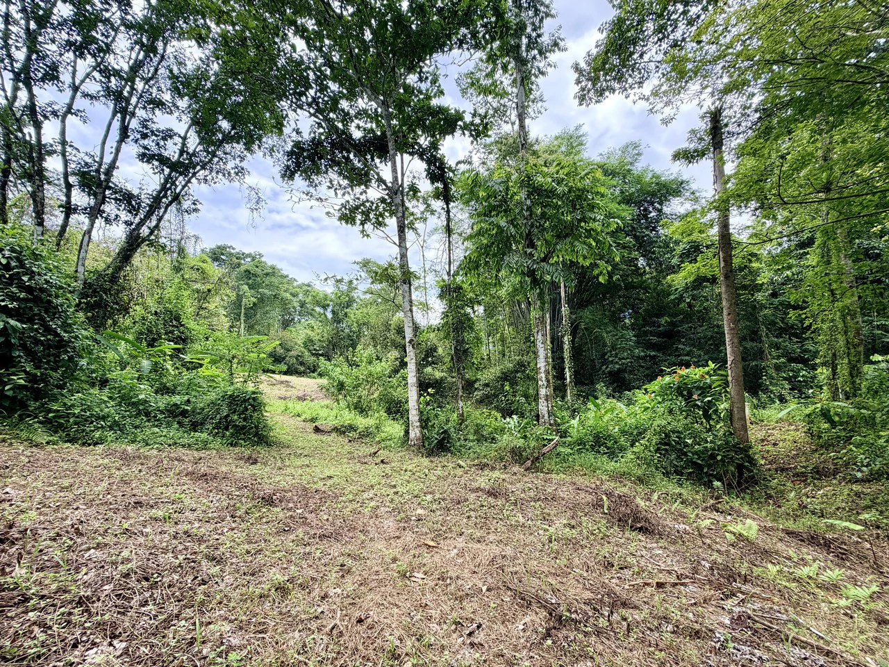 Uvita Development Farm - 40.47 Acres Estate - photo 4