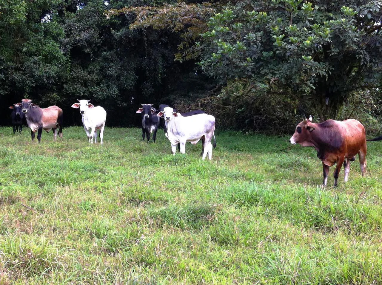 RINCON DEL PATO -  Hobby Farmers delight