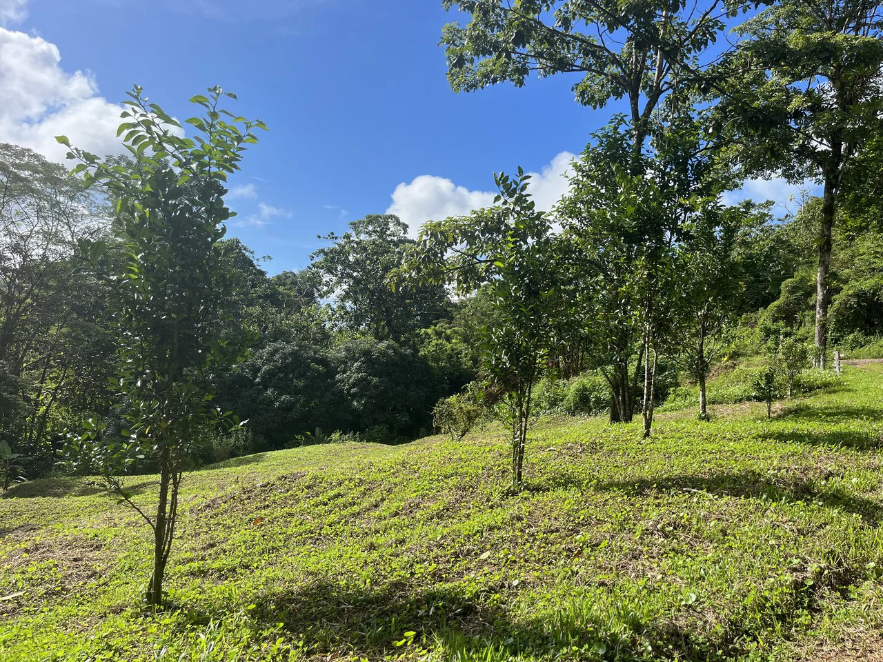 SPECTACULAR ECOLOGICAL MOUNTAIN FARM IN BIJAGUAL DE TURRUBARES - Gallery image 25