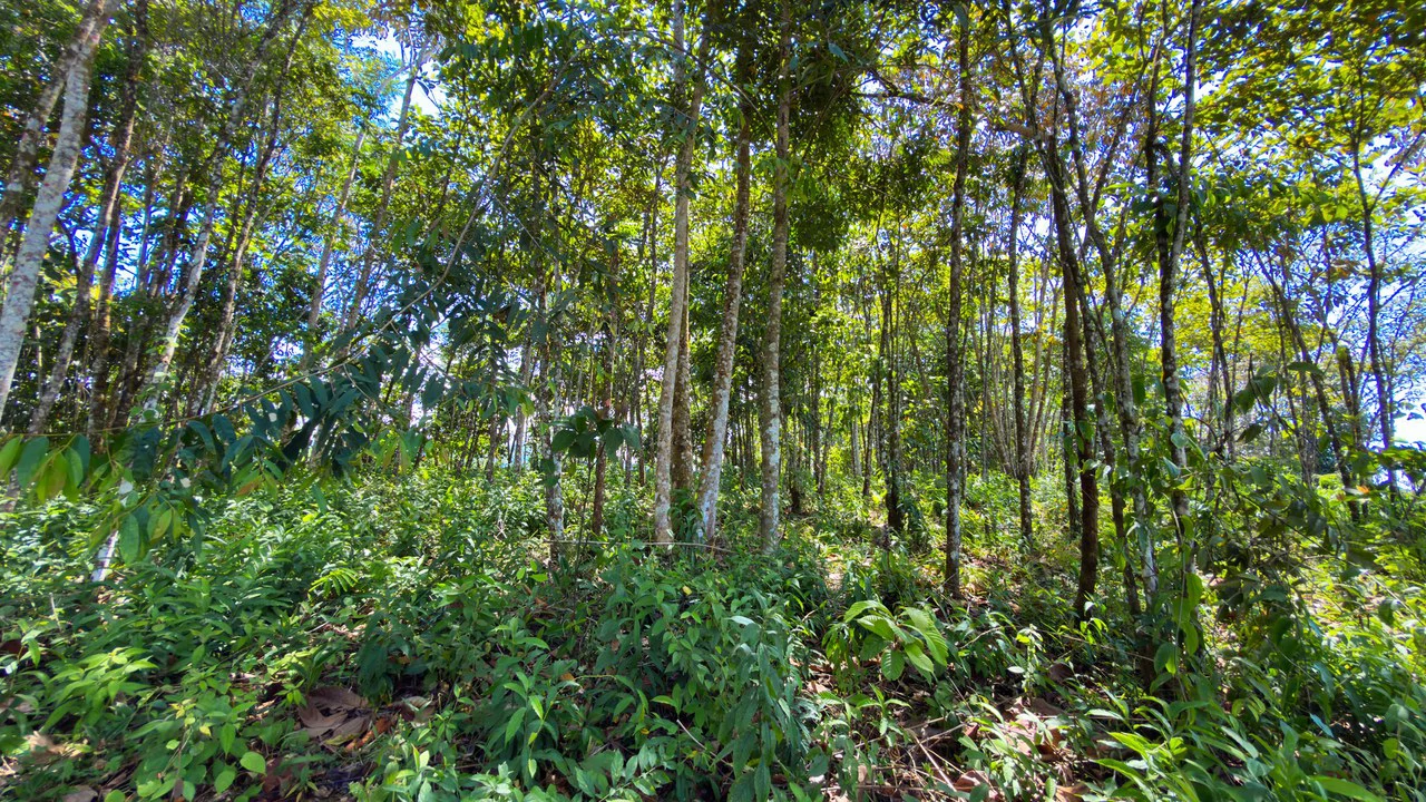 Countryside Home Construction Site For Sale in Cajón - Gallery image 5